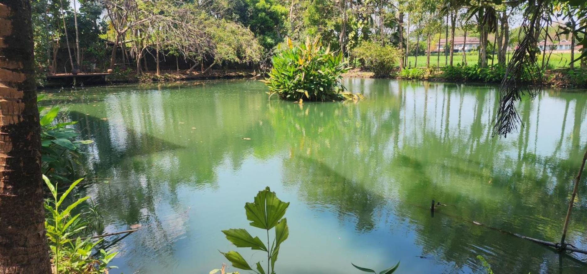 Tung Tong Homestay & Camping Mae Rim Dış mekan fotoğraf