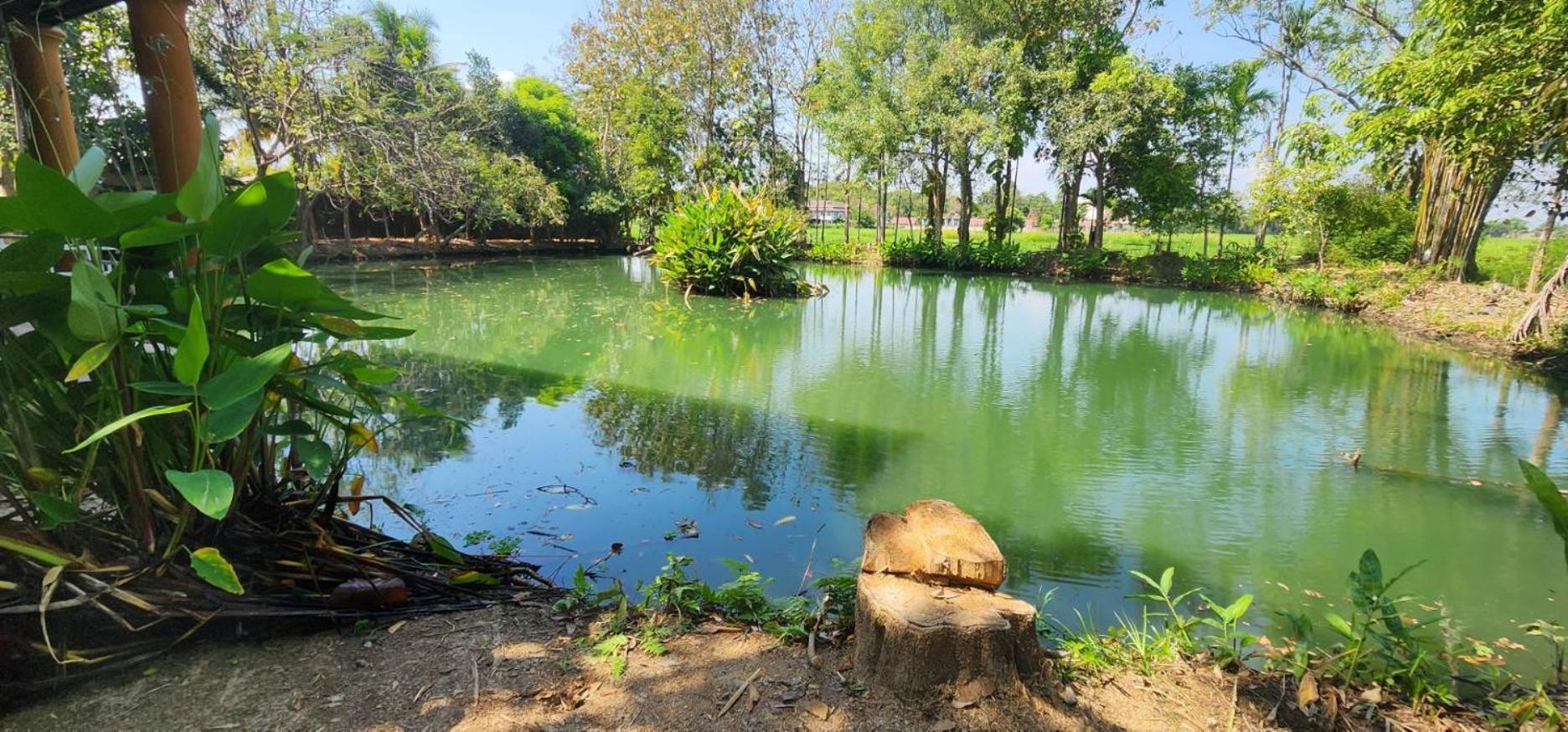 Tung Tong Homestay & Camping Mae Rim Dış mekan fotoğraf